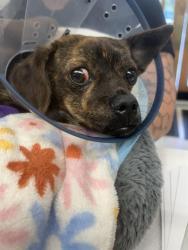 Shelter Stray Male Dog last seen Near BLOCK 29TH AVE S, KENT WA 98032, Kent, WA 98032