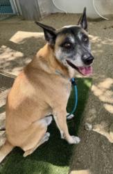 Shelter Stray Male Dog last seen , Chatsworth, CA 91311