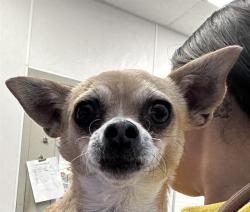 Shelter Stray Female Dog last seen , Tucson, AZ 85745