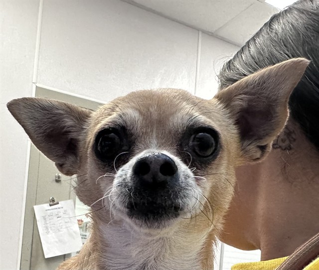 Shelter Stray Female Dog last seen , Tucson, AZ 85745