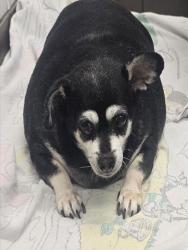 Shelter Stray Female Dog last seen , Tucson, AZ 85745