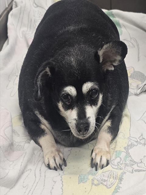 Shelter Stray Female Dog last seen , Tucson, AZ 85745