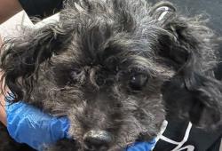 Shelter Stray Female Dog last seen , Tucson, AZ 85745