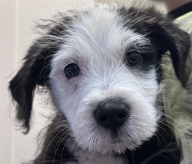 Shelter Stray Male Dog last seen , Tucson, AZ 85745