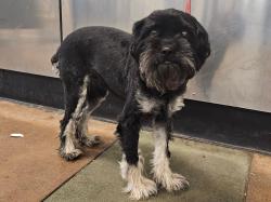 Shelter Stray Male Dog last seen , Los Angeles, CA 91405