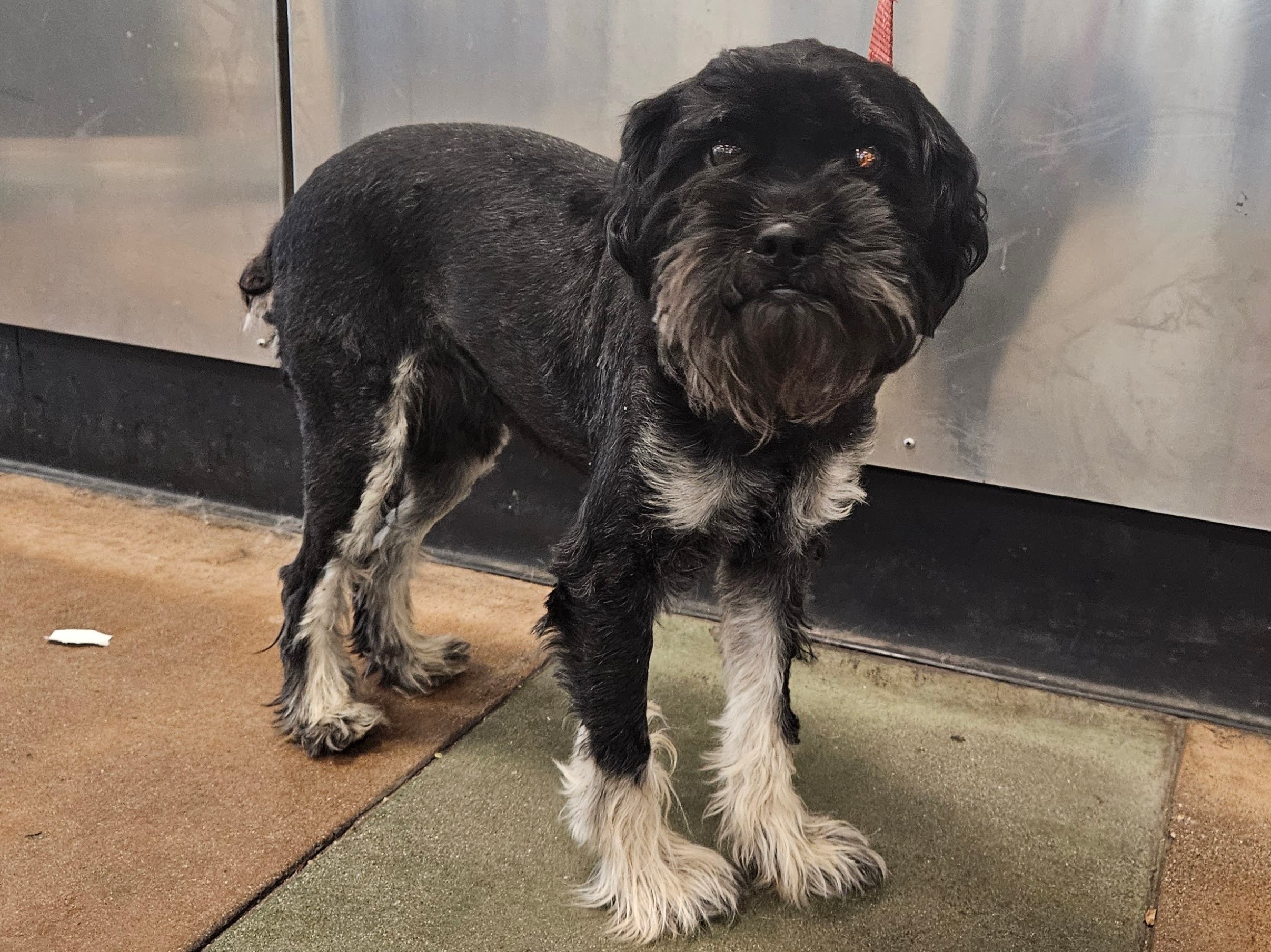 Shelter Stray Male Dog last seen , Los Angeles, CA 91405