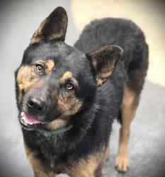 Shelter Stray Male Dog last seen , Los Angeles, CA 90031