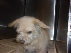 Shelter Stray Male Dog last seen , Los Angeles, CA 91405