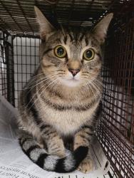 Shelter Stray Female Cat last seen , Los Angeles, CA 91405