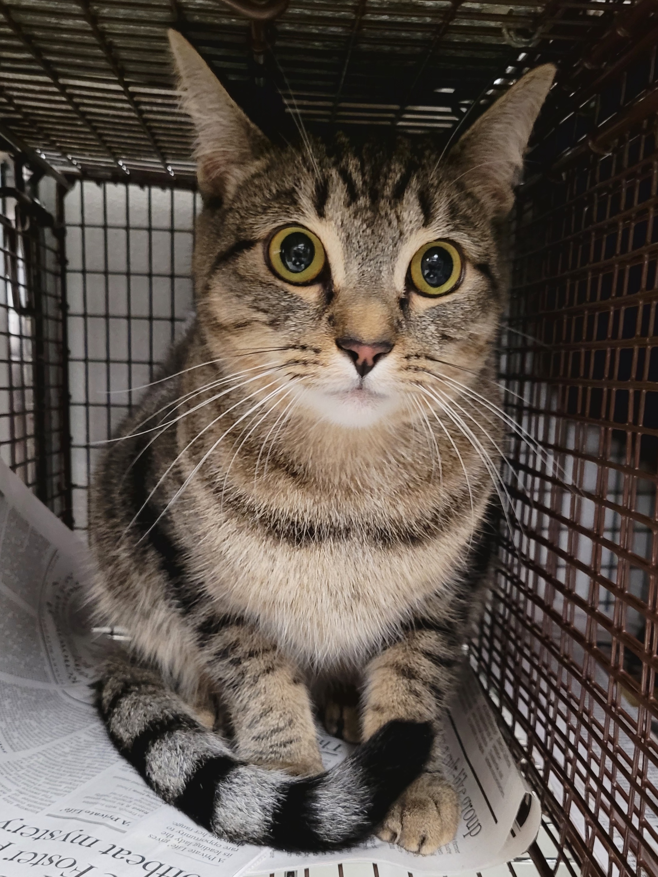 Shelter Stray Female Cat last seen , Los Angeles, CA 91405