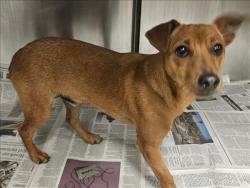 Shelter Stray Male Dog last seen , Los Angeles, CA 91405