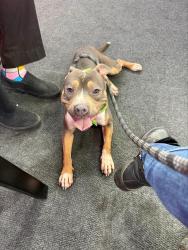 Shelter Stray Female Dog last seen S H/PLANZ RD, BAKERSFIELD, Bakersfield, CA 93307