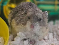 Shelter Stray Male Other last seen , Los Angeles, CA 91405