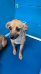 Shelter Stray Male Dog last seen MT VERNON BAKERSFIELD, Bakersfield, CA 93307