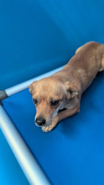 Shelter Stray Female Dog last seen MT VERNON BAKERSFIELD, Bakersfield, CA 93307