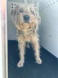 Shelter Stray Female Dog last seen Near BLK PANORAMA DR, BAKERSFIELD, CA, Bakersfield, CA 93307