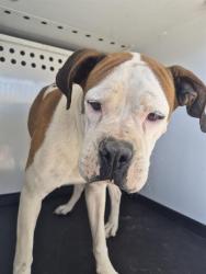 Shelter Stray Female Dog last seen Near BLK OSWELL PARK DR, BAKERSFIELD CA, Bakersfield, CA 93307