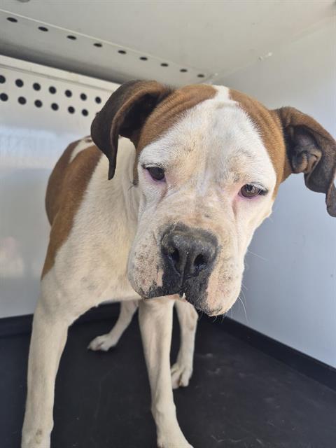 Shelter Stray Female Dog last seen Near BLK OSWELL PARK DR, BAKERSFIELD CA, Bakersfield, CA 93307