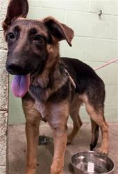 Shelter Stray Female Dog last seen TRUXEL RD & WATERWHEEL DR, Sacramento, CA 95818