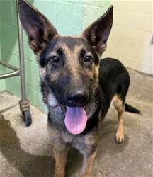 Shelter Stray Female Dog last seen TRUXEL RD & WATERWHEEL DR, Sacramento, CA 95818
