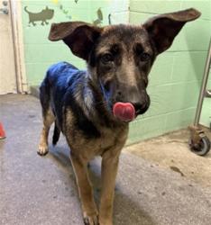 Shelter Stray Female Dog last seen TRUXEL RD & WATERWHEEL DR, Sacramento, CA 95818