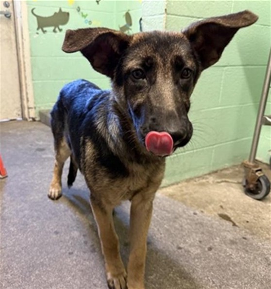 Shelter Stray Female Dog last seen TRUXEL RD & WATERWHEEL DR, Sacramento, CA 95818
