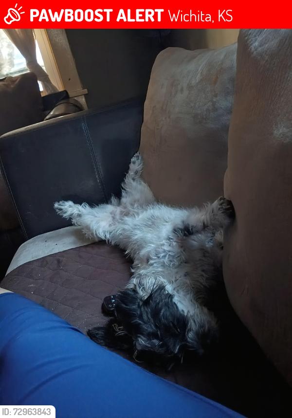 Lost Female Dog last seen Market y main, Wichita, KS 67211