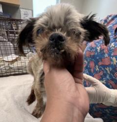 Shelter Stray Female Dog last seen , San Pedro, CA 90731