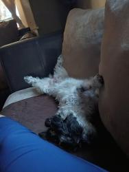 Lost Female Dog last seen Market y main, Wichita, KS 67211