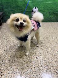 Shelter Stray Male Dog last seen Near BLOCK NW 136 AVE, Doral, FL 33122