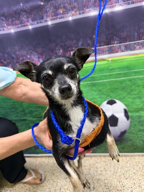 Shelter Stray Female Dog last seen Near BLOCK NW 136 AVE, Doral, FL 33122