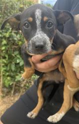 Shelter Stray Female Dog last seen Near BLOCK ALWICK LANE, San Antonio, TX 78227