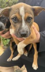 Shelter Stray Male Dog last seen Near BLOCK ALWICK LANE, San Antonio, TX 78227