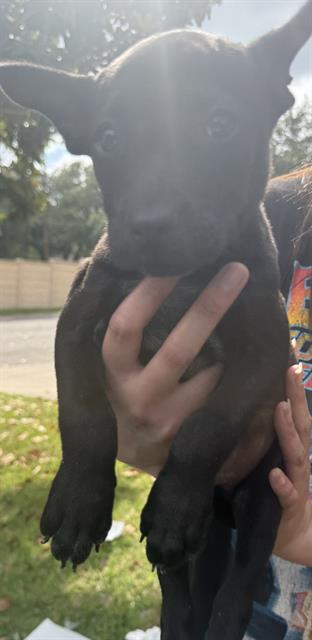 Shelter Stray Female Dog last seen Near BLOCK ALWICK LANE, San Antonio, TX 78227