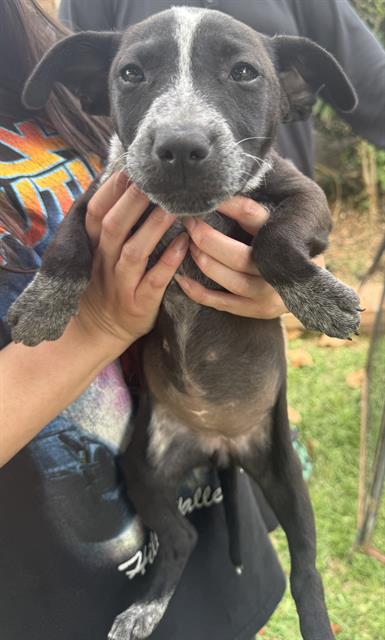 Shelter Stray Female Dog last seen Near BLOCK ALWICK LANE, San Antonio, TX 78227