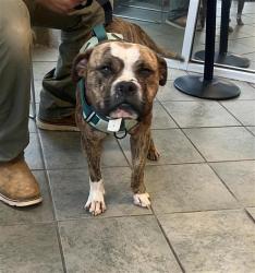 Shelter Stray Male Dog last seen PARK NEAR CULEBRA RD, San Antonio, TX 78227