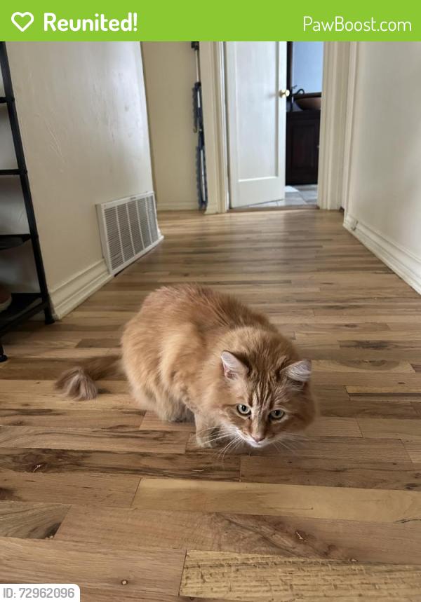 Reunited Male Cat last seen Cooper Ave and West San Miguel, Colorado Springs, CO 80907