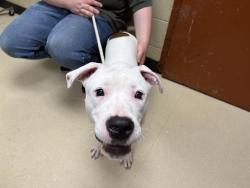 Shelter Stray Male Dog last seen Near BLOCK W MAPLE ST, Milwaukee, WI 53215