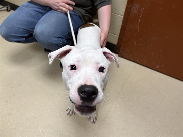 Shelter Stray Male Dog last seen Near BLOCK W MAPLE ST, Milwaukee, WI 53215