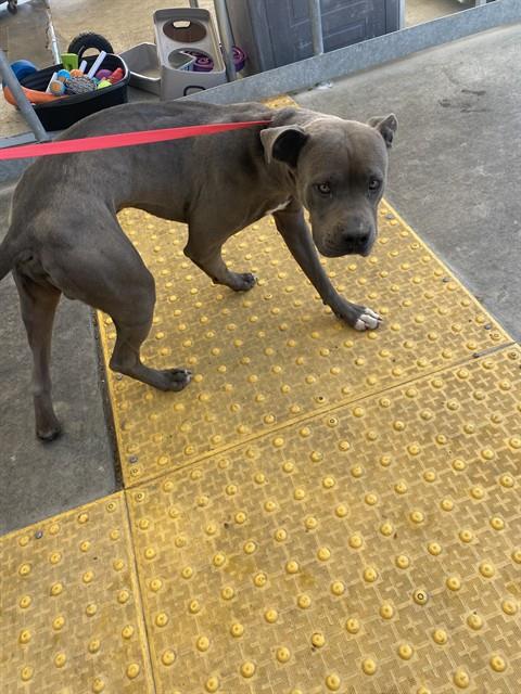Shelter Stray Male Dog last seen Near BLOCK NORD AVE, BAKERSFIELD CA 93314, Bakersfield, CA 93308