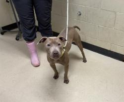 Shelter Stray Female Dog last seen Near BLOCK N HOPKINS ST, Milwaukee, WI 53215
