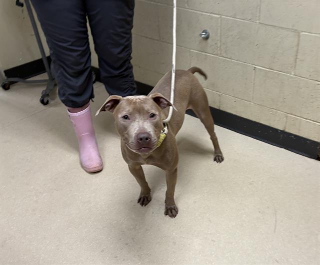 Shelter Stray Female Dog last seen Near BLOCK N HOPKINS ST, Milwaukee, WI 53215