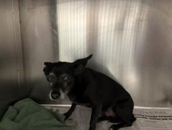 Shelter Stray Female Dog last seen Near BLOCK SCHIPPER ST, ARVIN CA 93203, Bakersfield, CA 93308