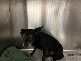 Shelter Stray Female Dog last seen Near BLOCK SCHIPPER ST, ARVIN CA 93203, Bakersfield, CA 93308