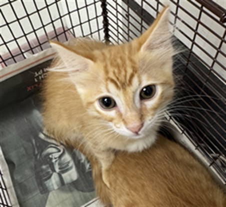 Shelter Stray Male Cat last seen , Los Angeles, CA 90025