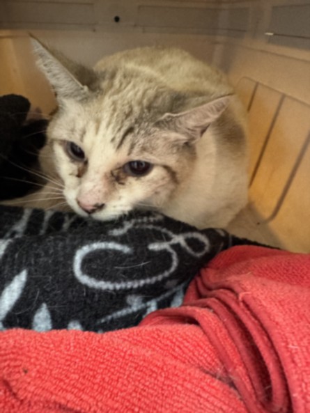 Shelter Stray Female Cat last seen , Los Angeles, CA 90025