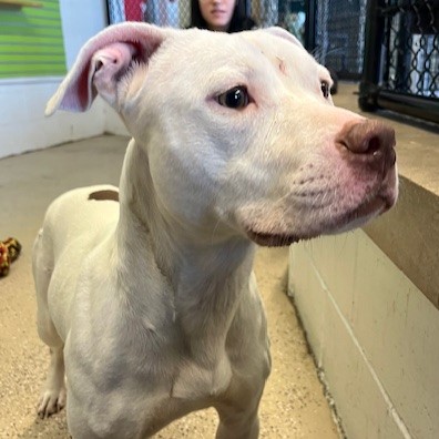 Shelter Stray Female Dog last seen Near , Indianapolis, IN 46221
