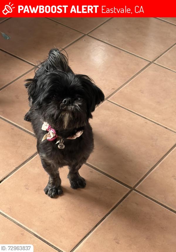 Lost Female Dog last seen Near Hamner AVE st100, Eastvale, CA 91752