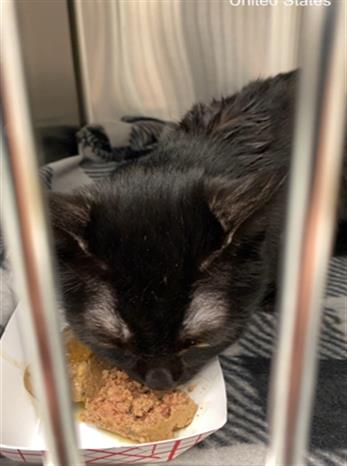 Shelter Stray Male Cat last seen Near , Indianapolis, IN 46221