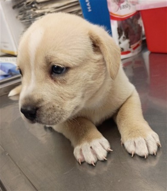 Shelter Stray Male Dog last seen , San Bernardino, CA 92401